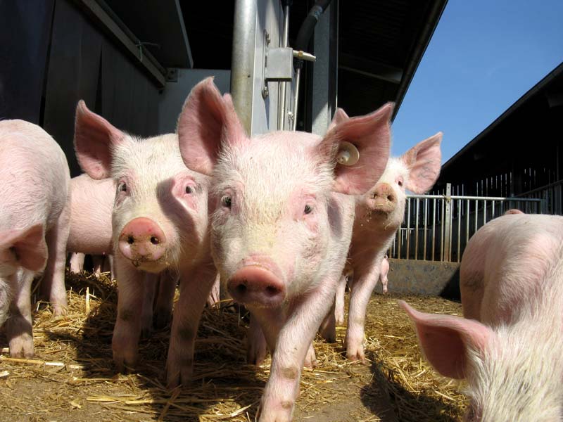 schweinestall-1