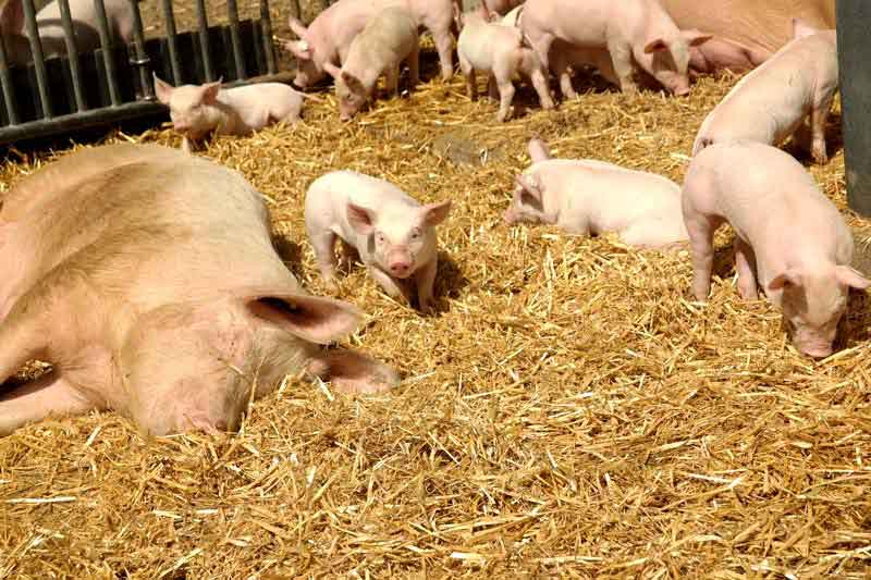 schweine